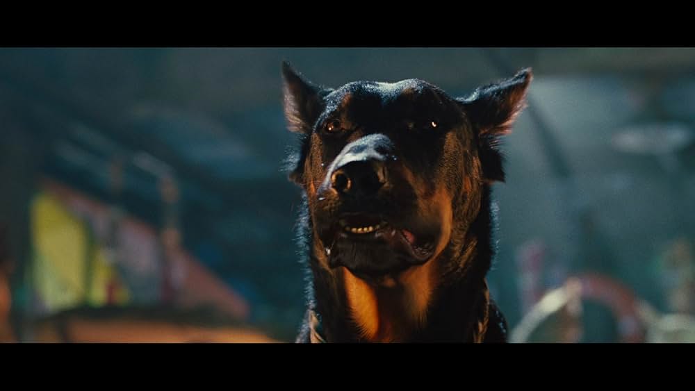 サーフィン ドッグの画像