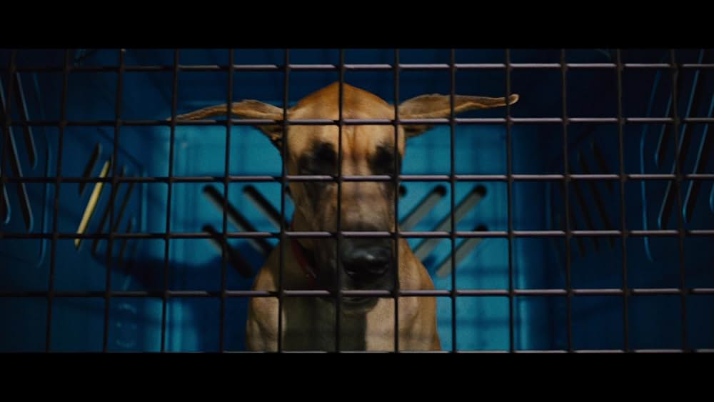 サーフィン ドッグの画像