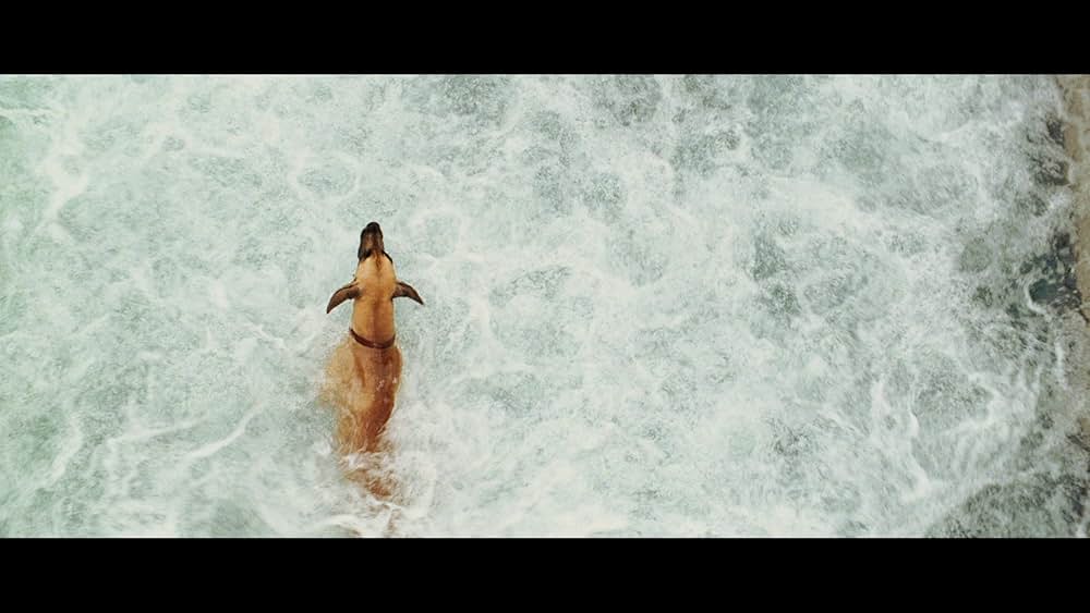 サーフィン ドッグの画像