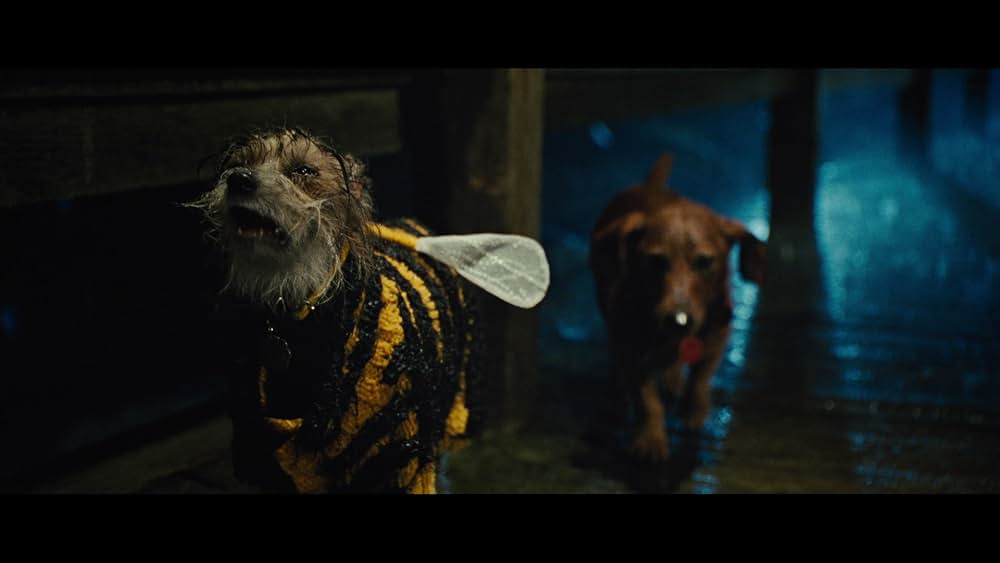 サーフィン ドッグの画像