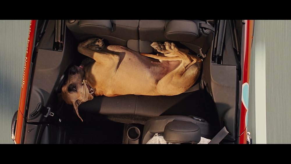 サーフィン ドッグの画像