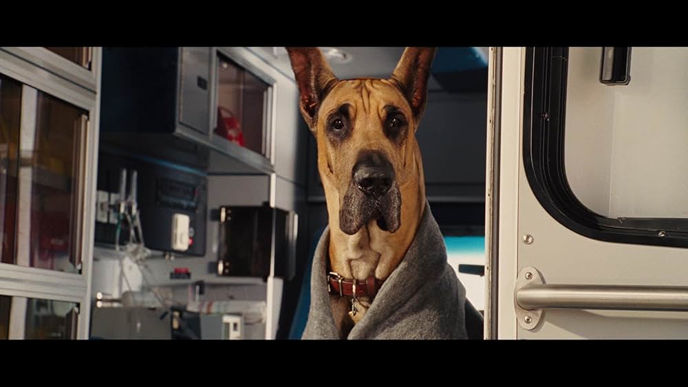 サーフィン ドッグの画像