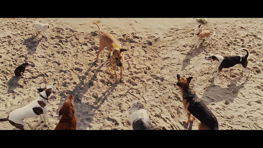 サーフィン ドッグの画像