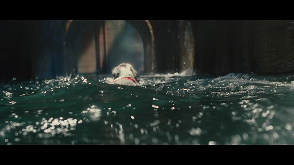 サーフィン ドッグの画像