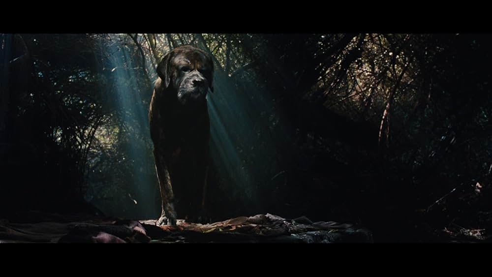 サーフィン ドッグの画像