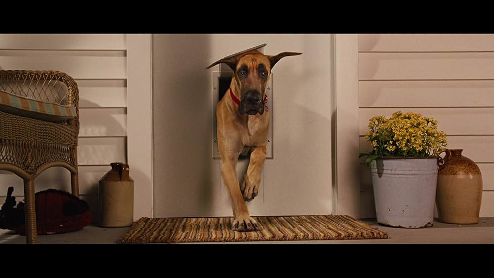 サーフィン ドッグの画像