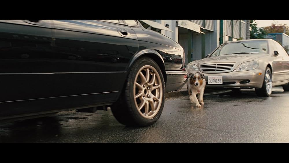 サーフィン ドッグの画像