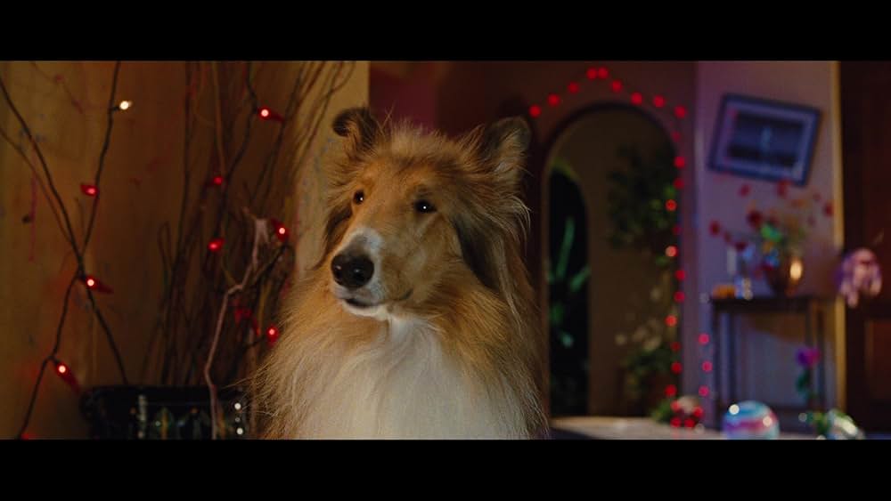 サーフィン ドッグの画像