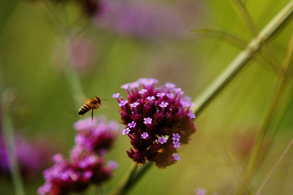 ブゴニアの画像