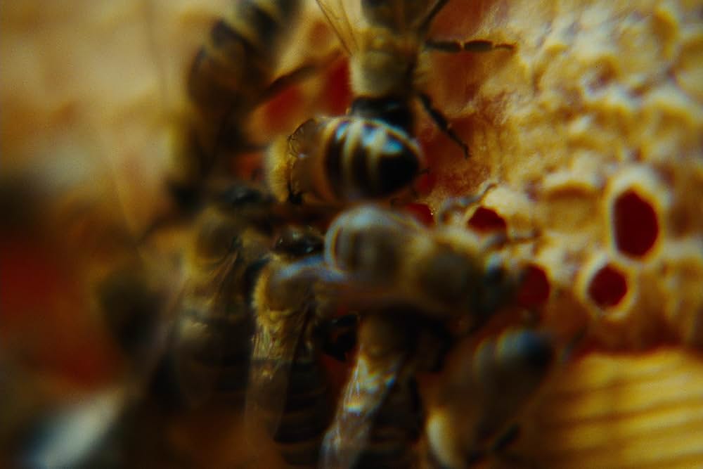 ブゴニアの画像