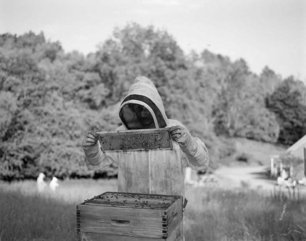 ブゴニアの画像