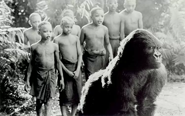 「コンゴ」ミスティ・ローザスの画像
