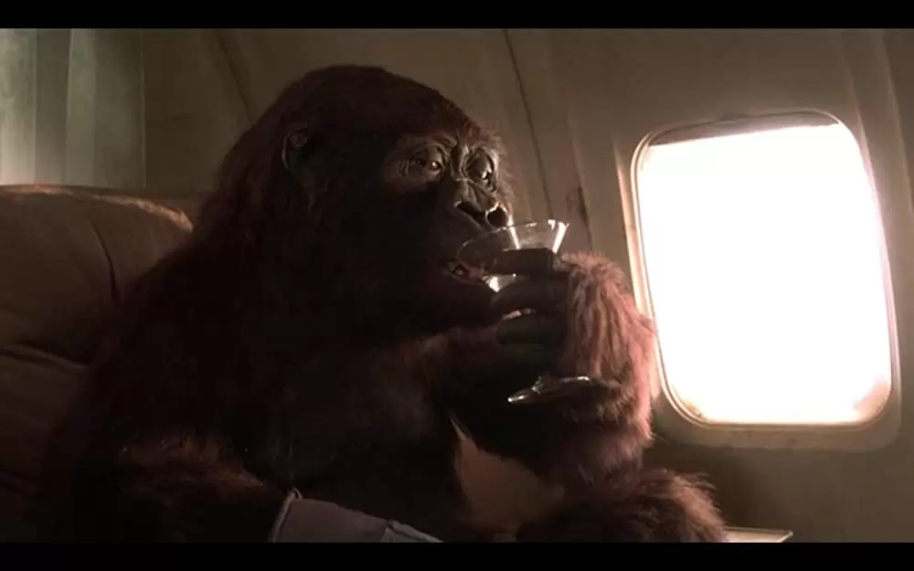 「コンゴ」ミスティ・ローザスの画像