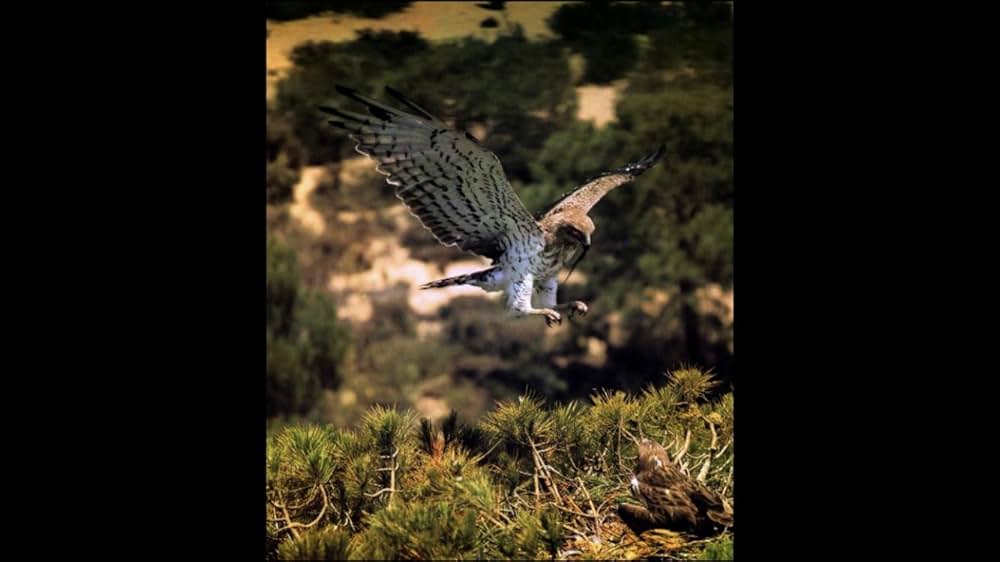 The Farthest（原題）の画像