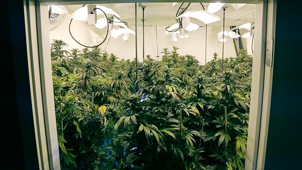 カルチャーハイの画像