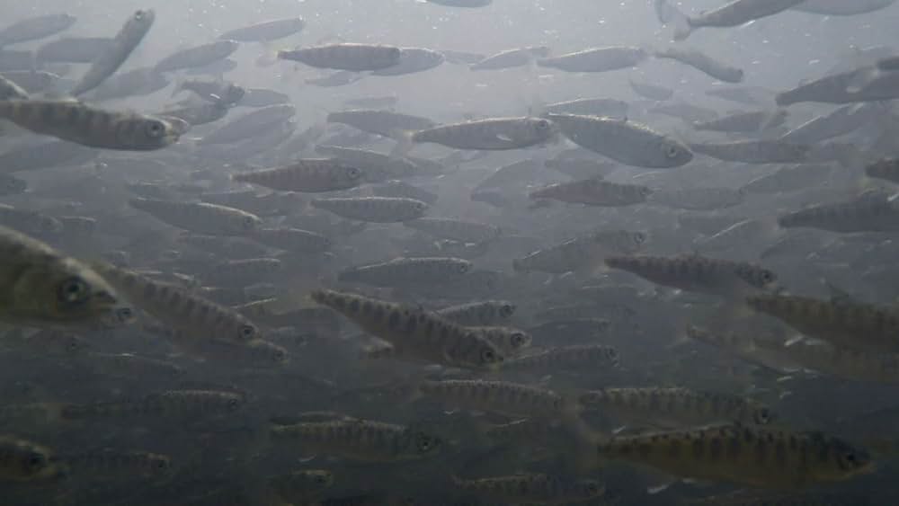 アーティフィッシャルの画像