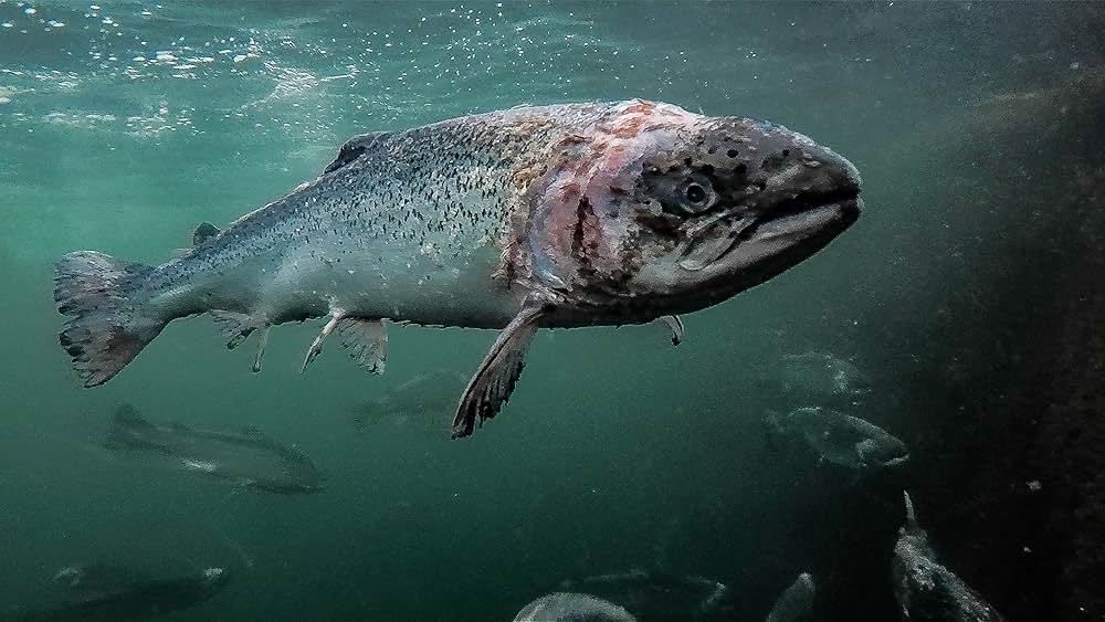 アーティフィッシャルの画像