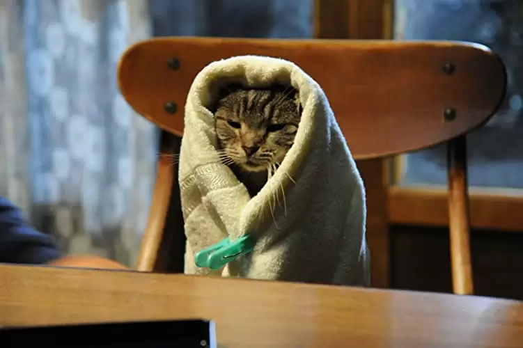 世界から猫が消えたならの画像