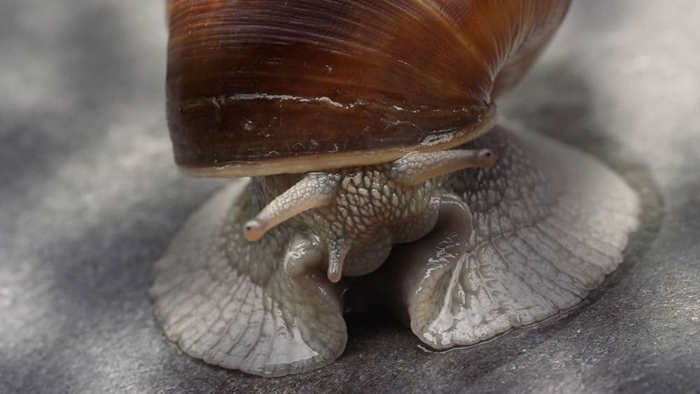 Becoming Animal（原題）の画像