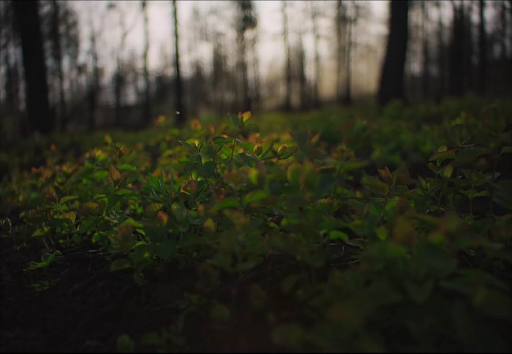 トレイン・ドリームズの画像