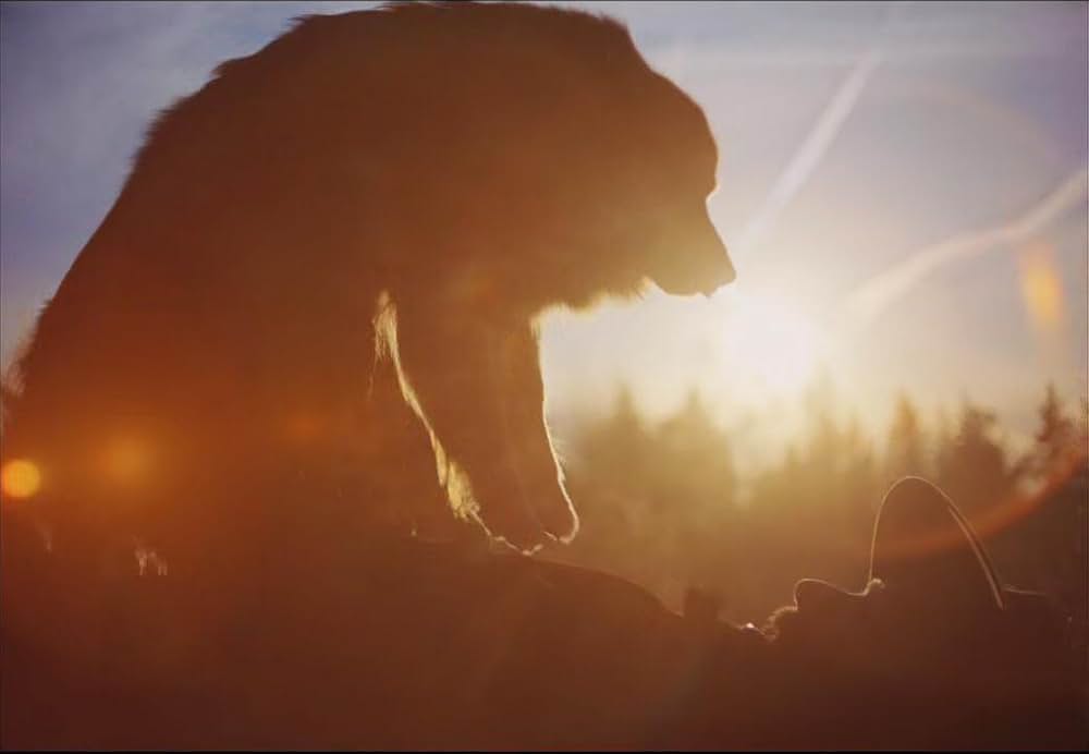 トレイン・ドリームズの画像