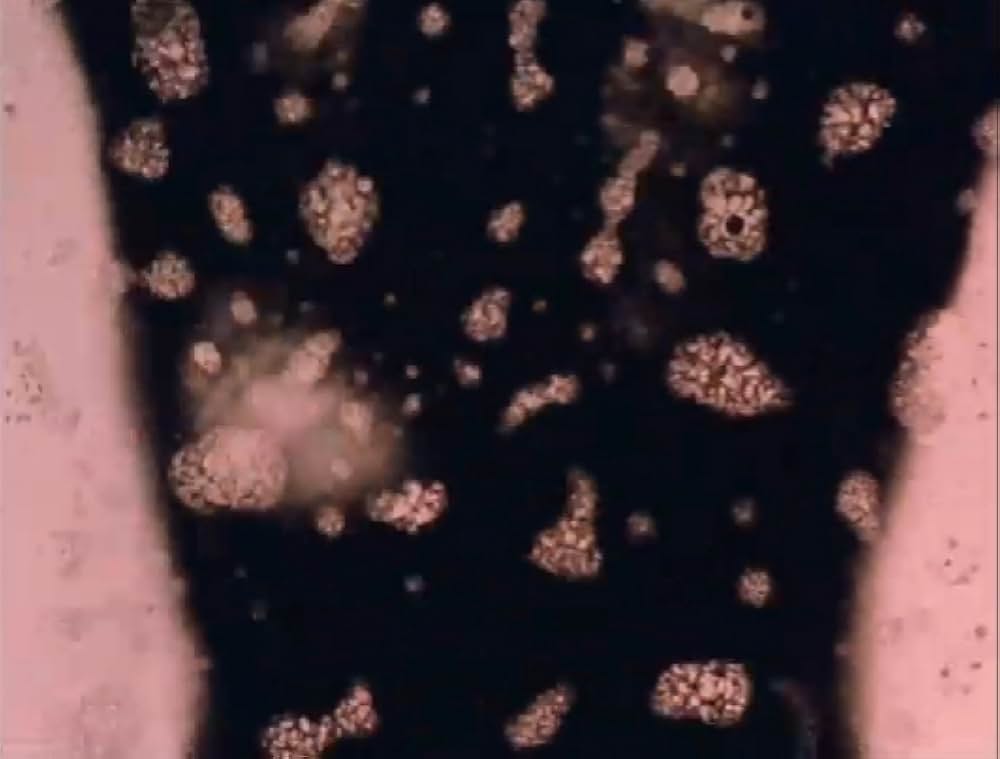 サンクタスの画像