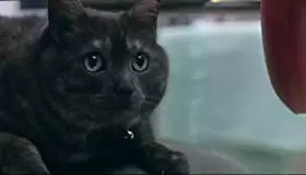 エクステの画像