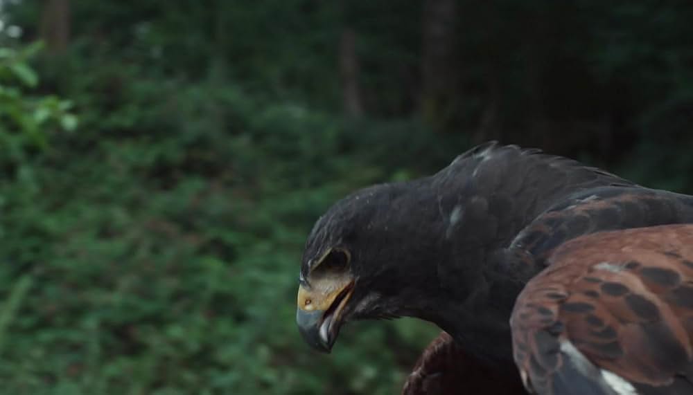 ハムネットの画像