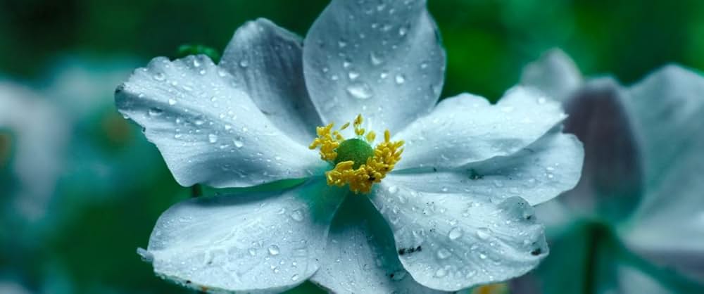 Anemone（原題）の画像