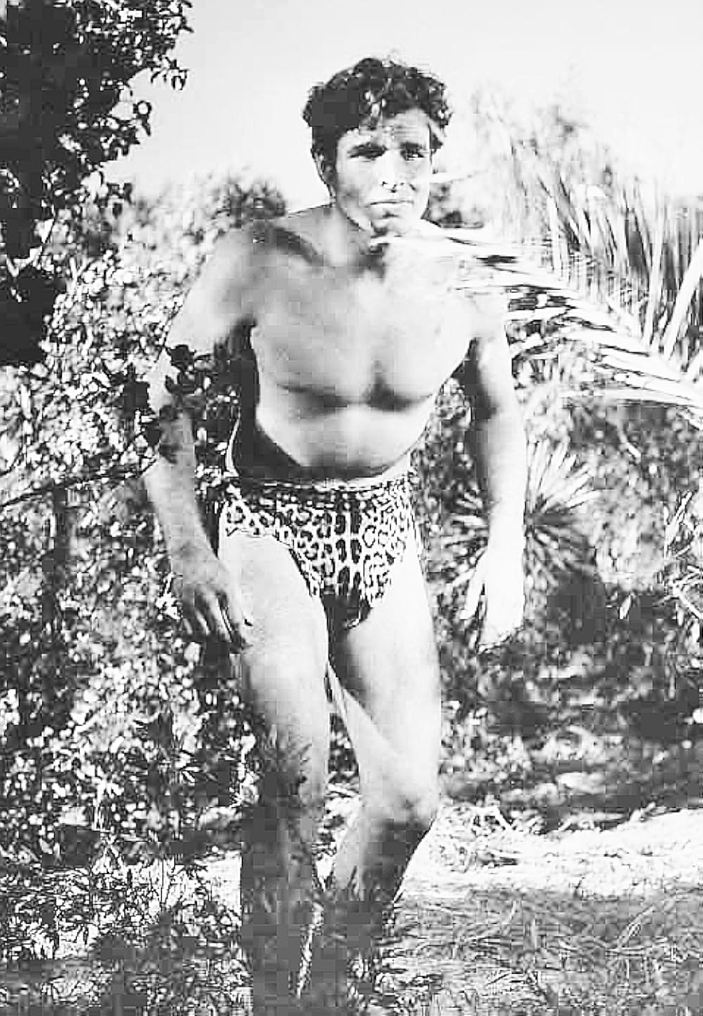 密林の王者の写真