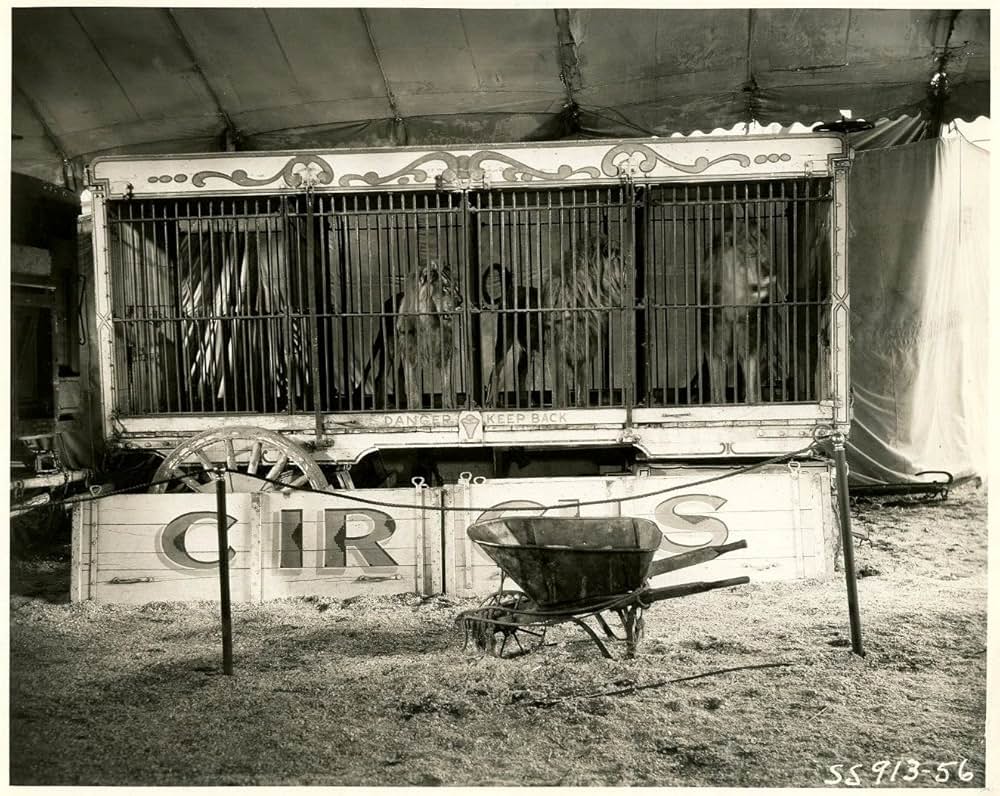 密林の王者の画像