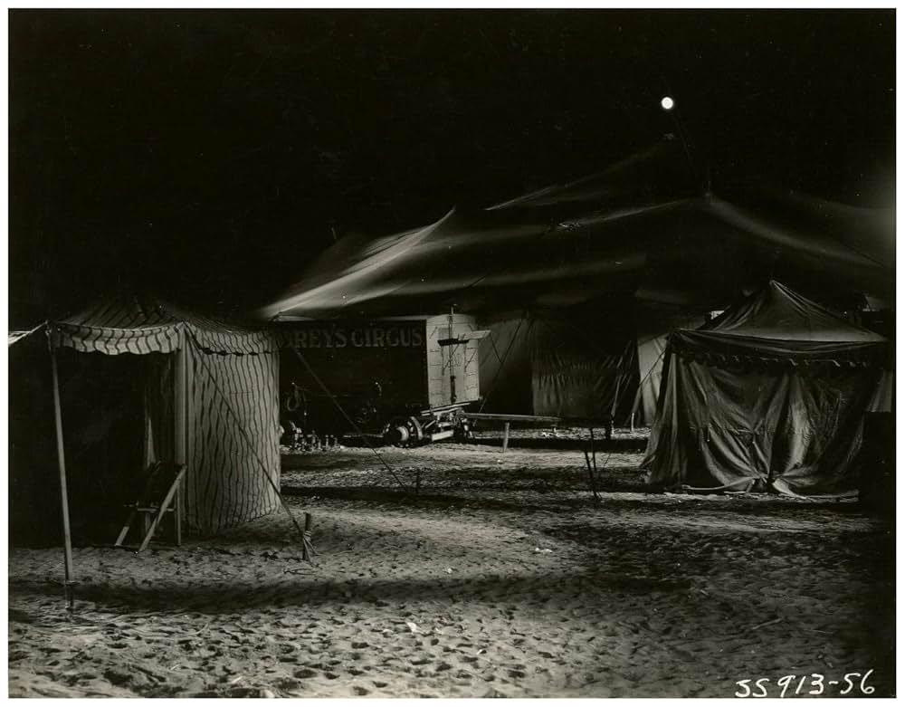 密林の王者の写真