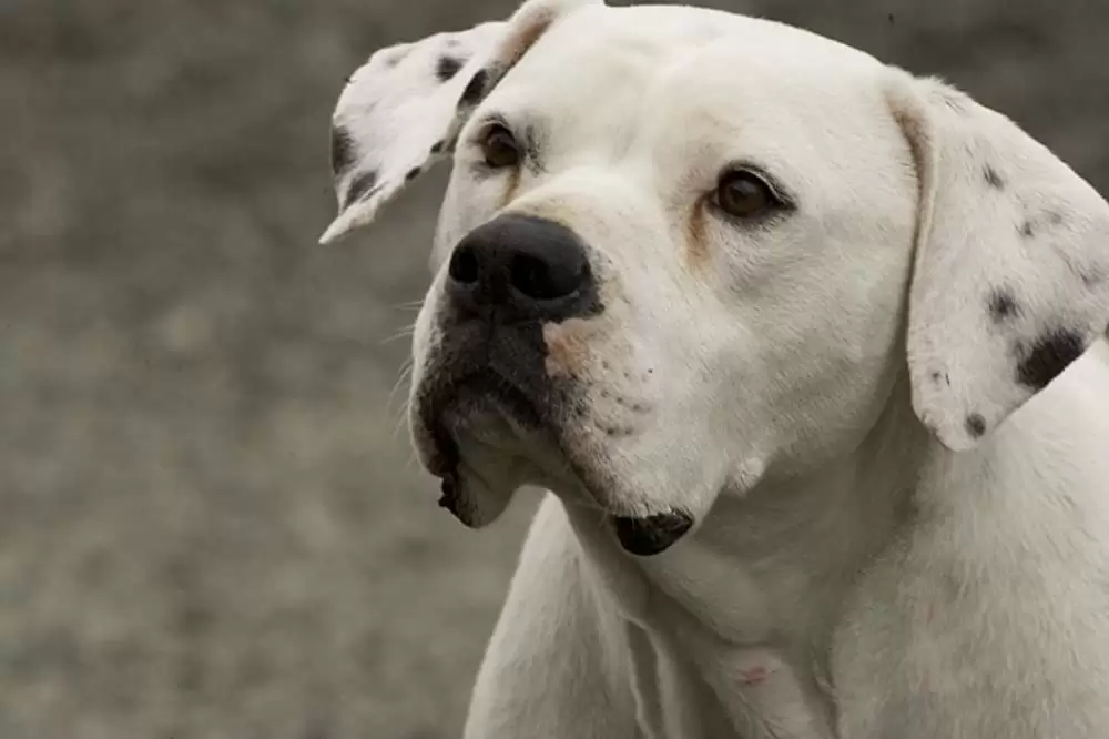 トラブル・イン・ハリウッドの画像