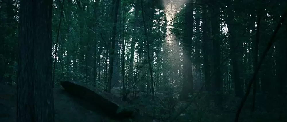 追憶の森の画像