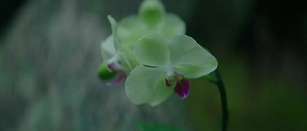 追憶の森の画像