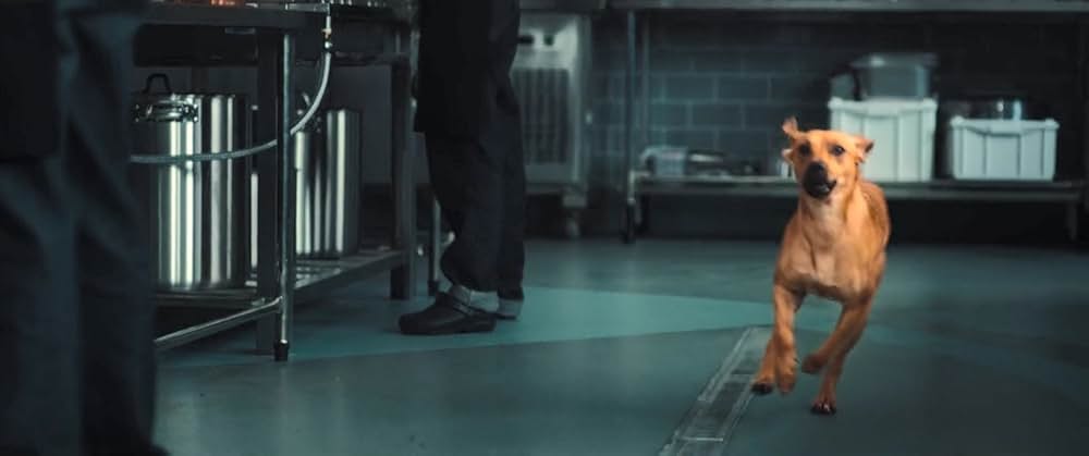 カラメロの画像