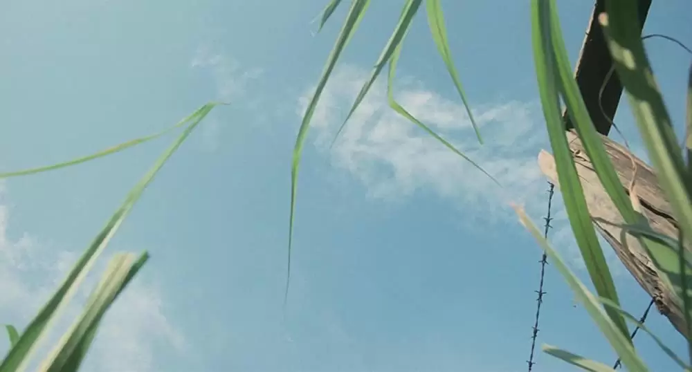 タンポポの画像