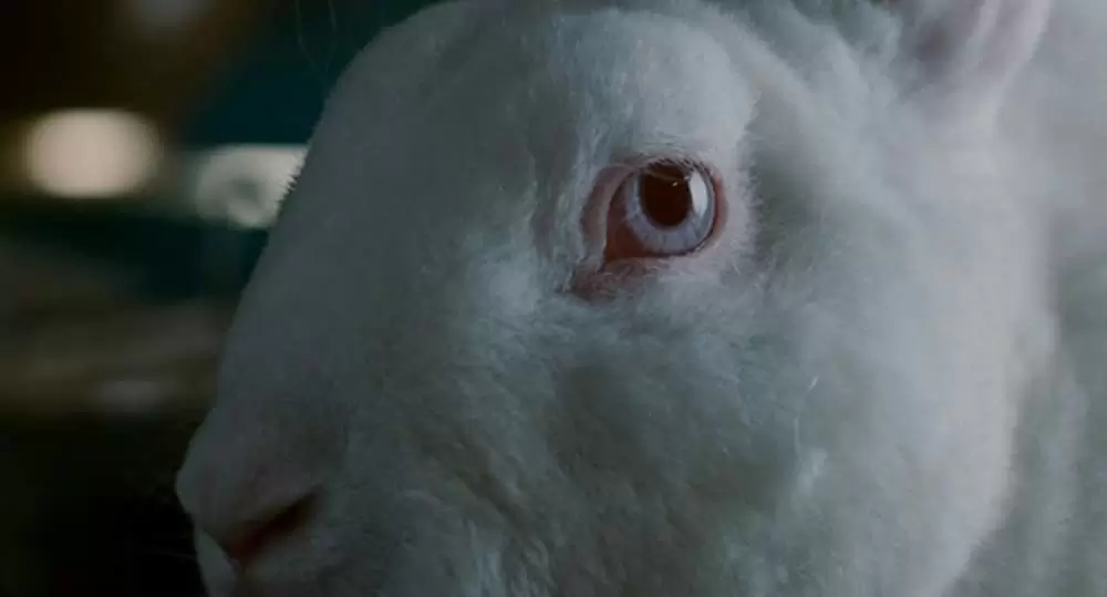 毛皮のエロス ダイアン・アーバス 幻想のポートレートの画像