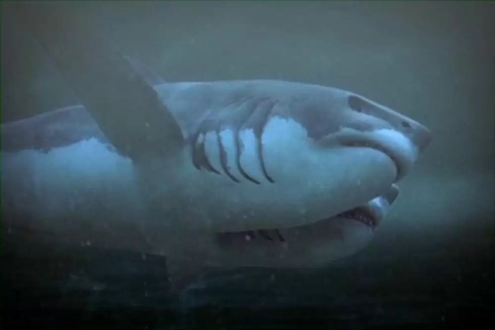 ダブルヘッド・ジョーズの画像