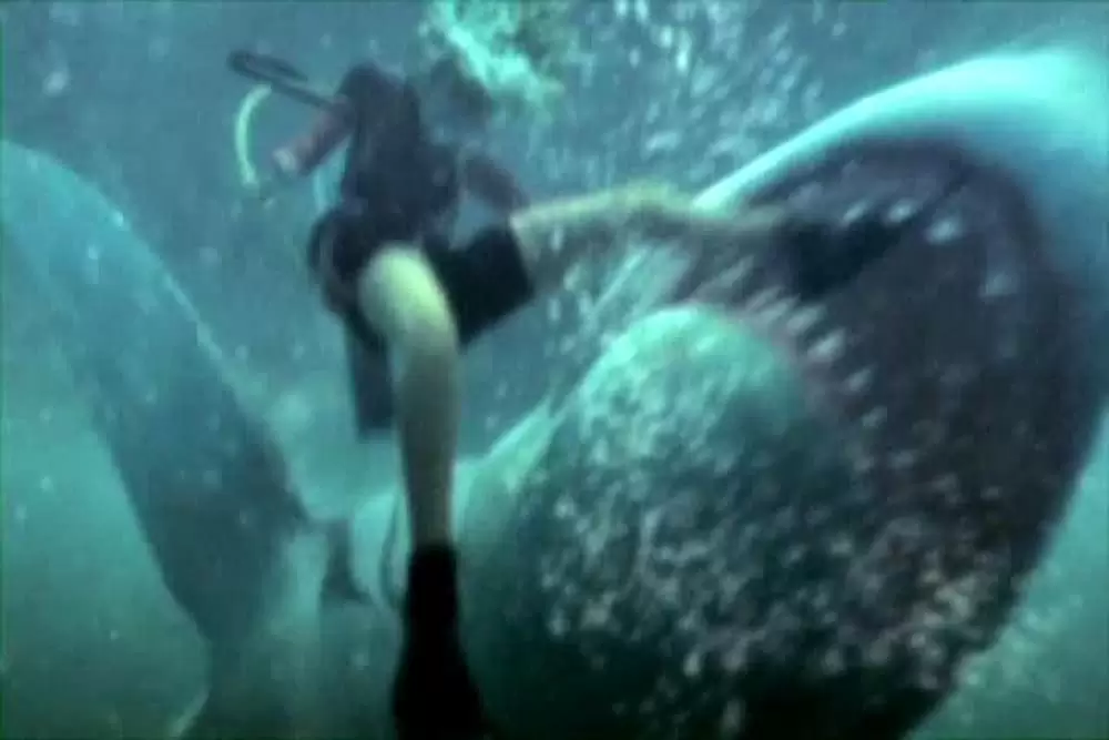 ダブルヘッド・ジョーズの画像