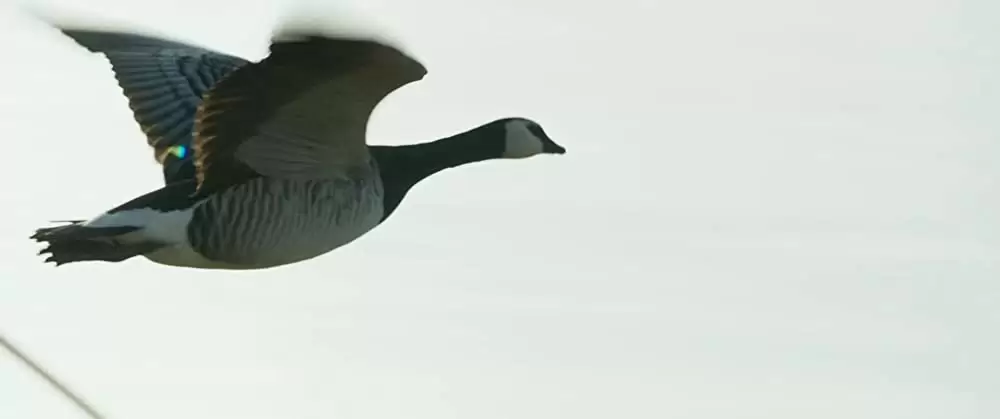 グランド・ジャーニーの画像