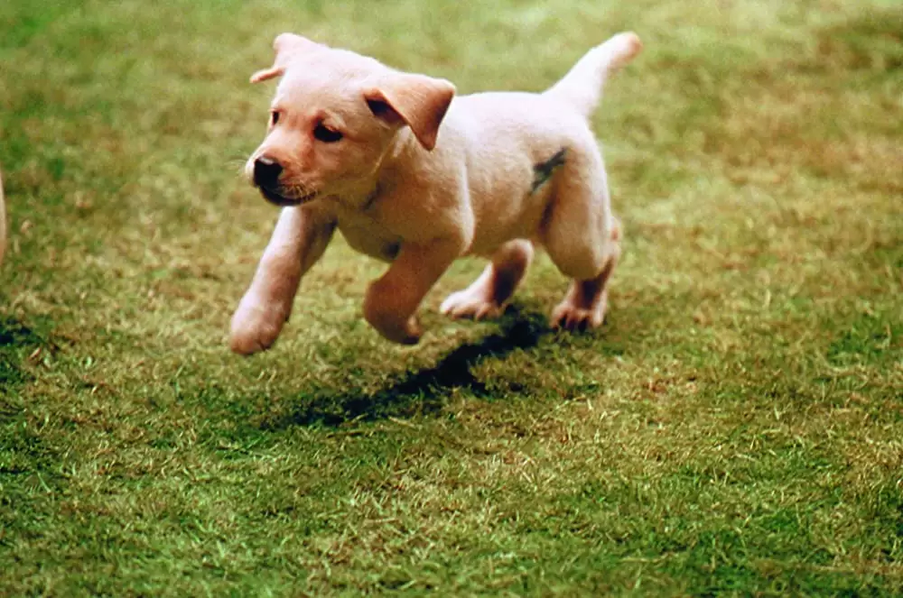 クイールの画像