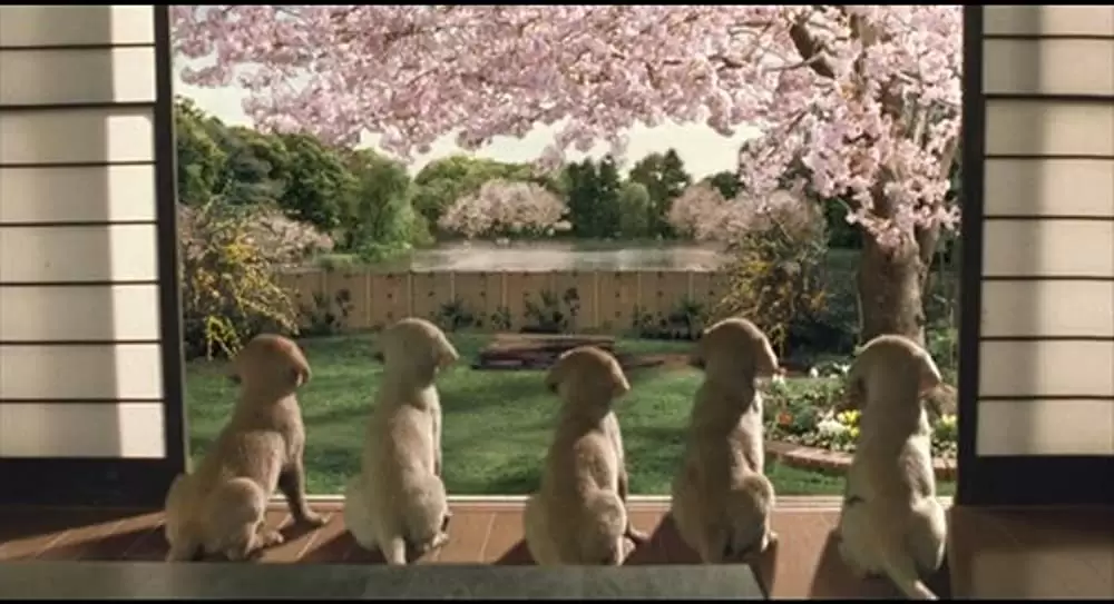 クイールの画像