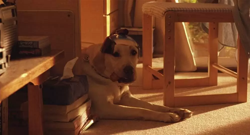 クイールの画像