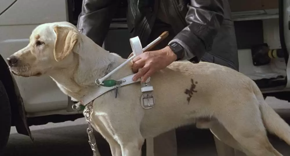 クイールの画像