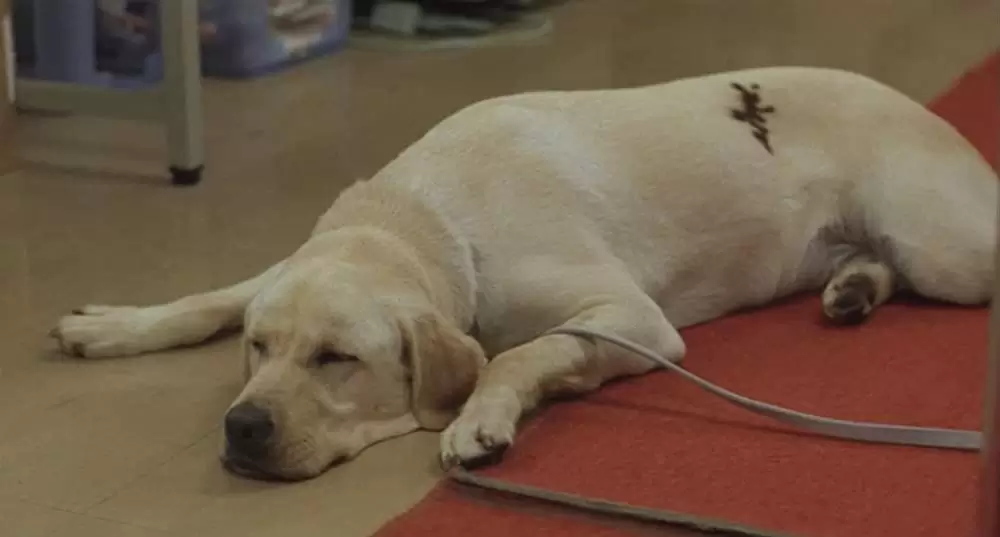 クイールの画像