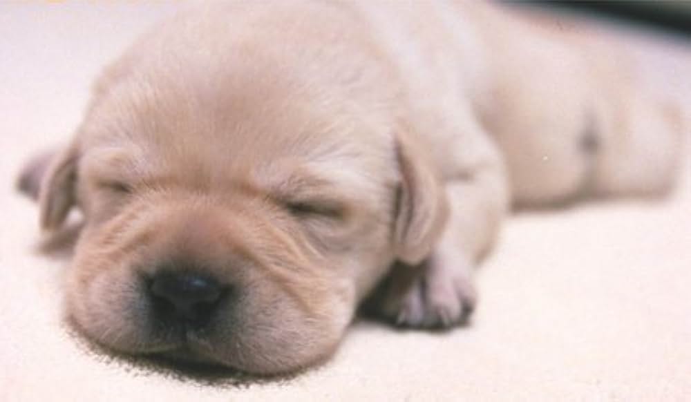 クイールの画像