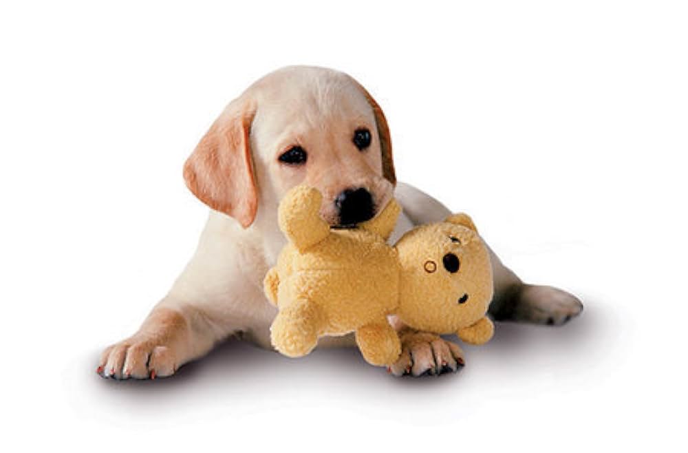 クイールの画像