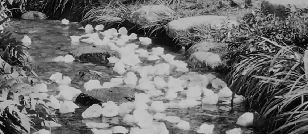 椿三十郎の画像