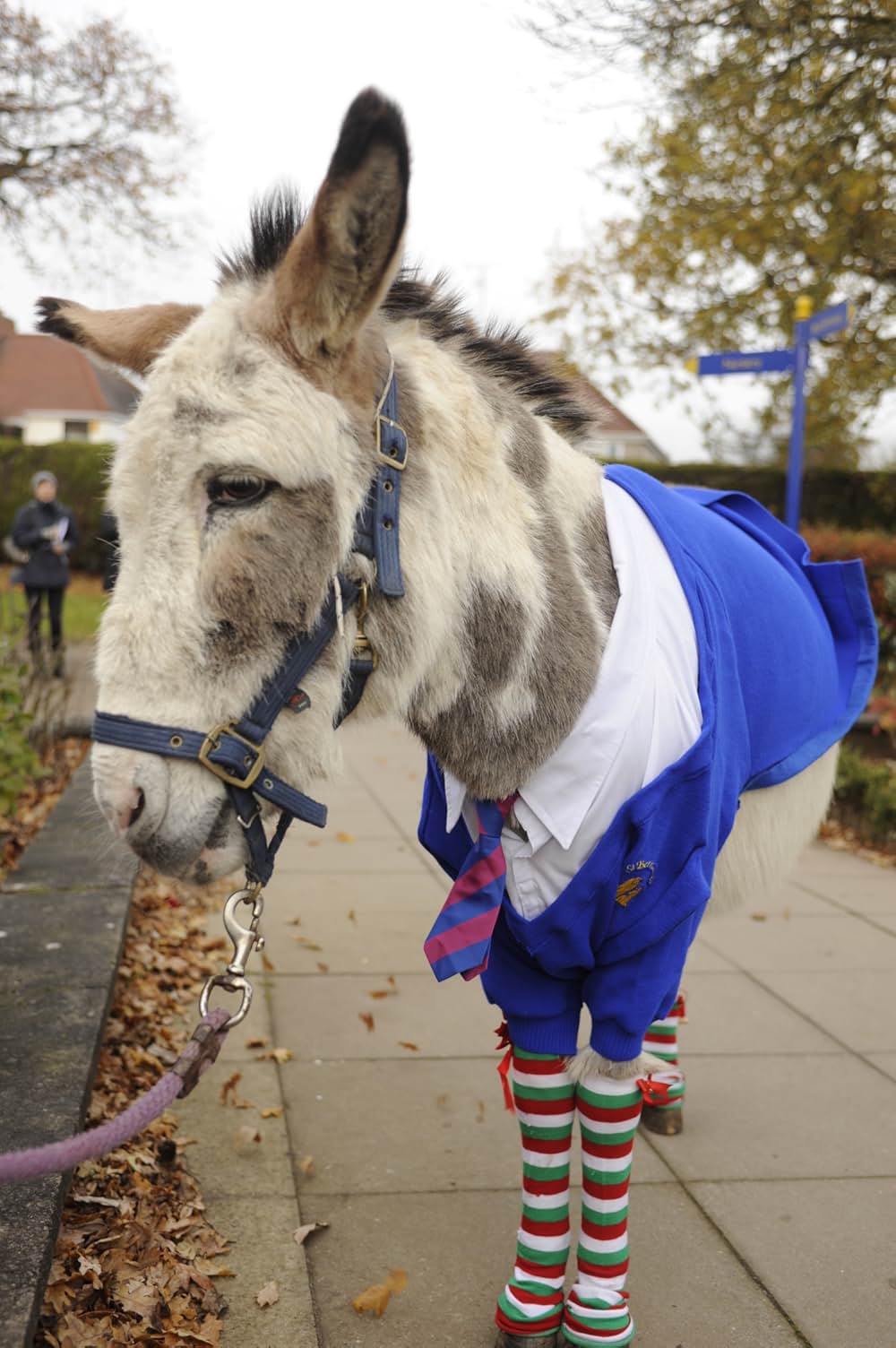 Nativity 3: Dude, Where's My Donkey?!（原題）の画像